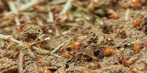 karıncaların ve termitlerin özellikleri